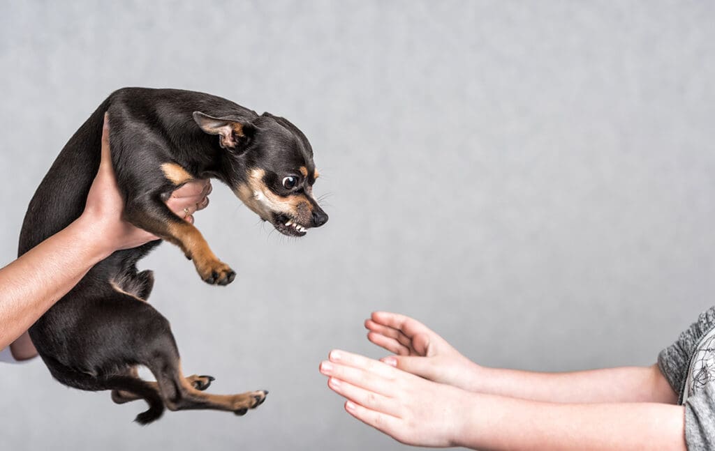 small dog showing teeth being passed between two faceless people